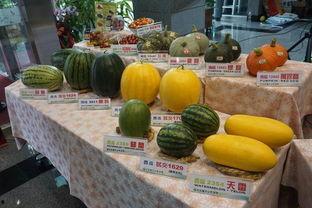 沛县吃瓜最新事件爆料,揭秘背后真相与争议  第3张